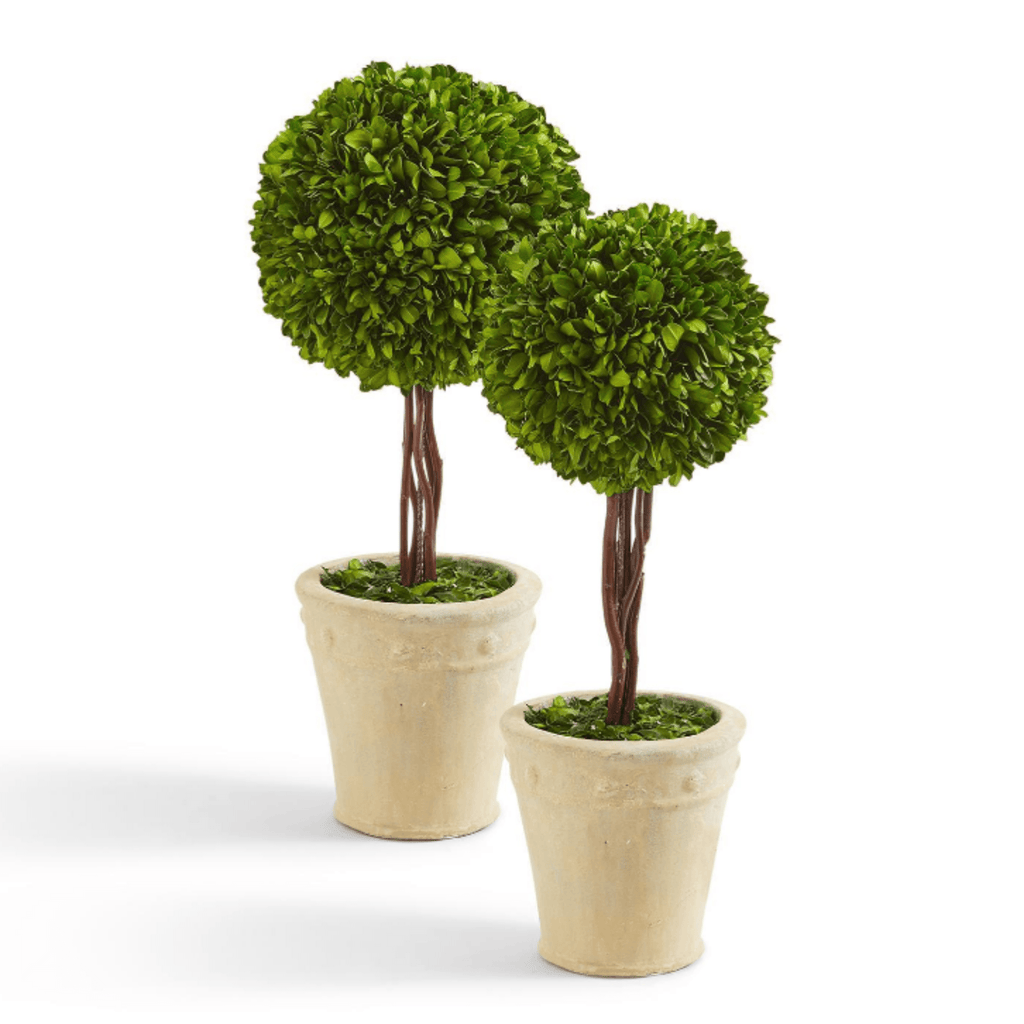 Set of Two Preserved Boxwood Ball Topiary in Planters - Florals & Greenery - The Well Appointed House