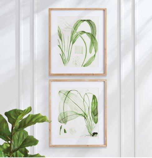 Set of Two Whitewash Framed Aquatic Leaf Prints - Paintings - The Well Appointed House