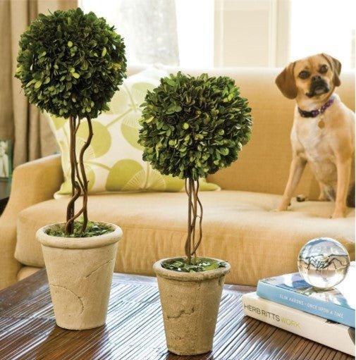 Single Sphere Boxwood Topiary - Florals & Greenery - The Well Appointed House