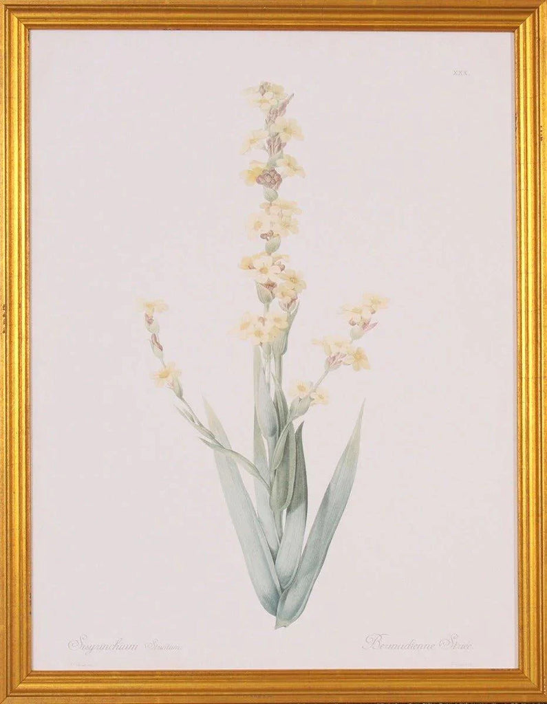 Sisyrinchium Flower Botanical Giclee Wall Art in Gold Wood Frame - Paintings - The Well Appointed House
