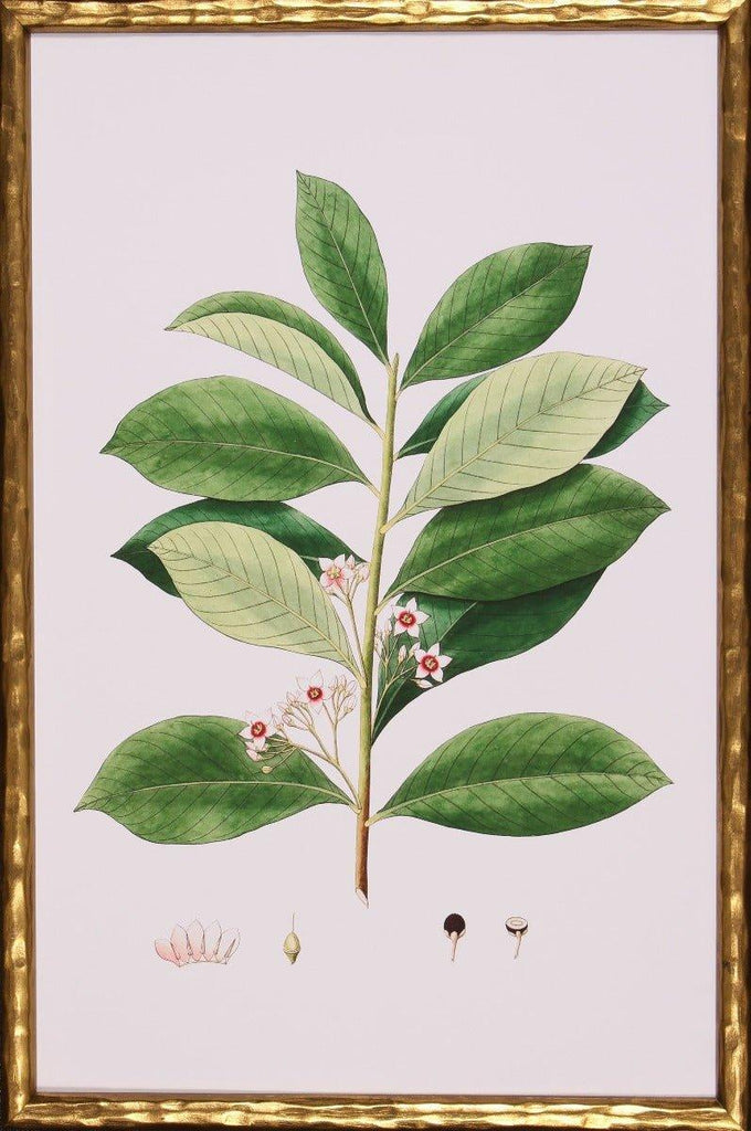 Spring Green Foliage III Botanical Lithograph Wall Art in Gold Frame - Paintings - The Well Appointed House