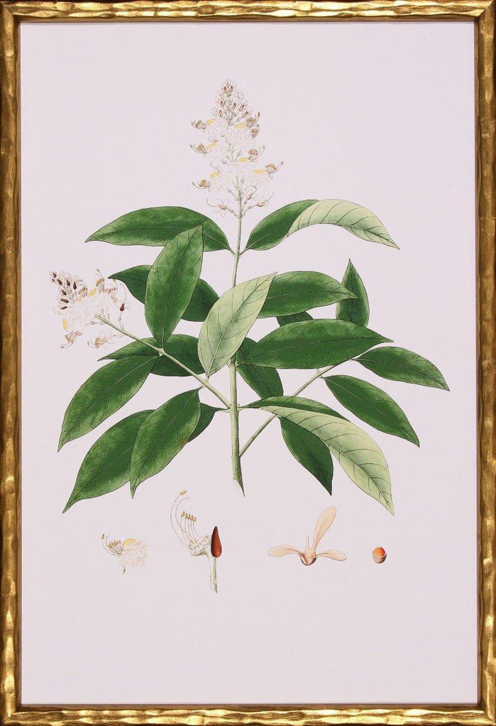 Spring Green Foliage V Botanical Lithograph Wall Art in Gold Frame - Paintings - The Well Appointed House