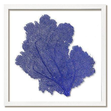 Square Coastal Sea Fan Nautical Beach Framed Wall Art - 20 x 20 - Available in 19 Colors - Framed Objects, Maps & Posters - The Well Appointed House