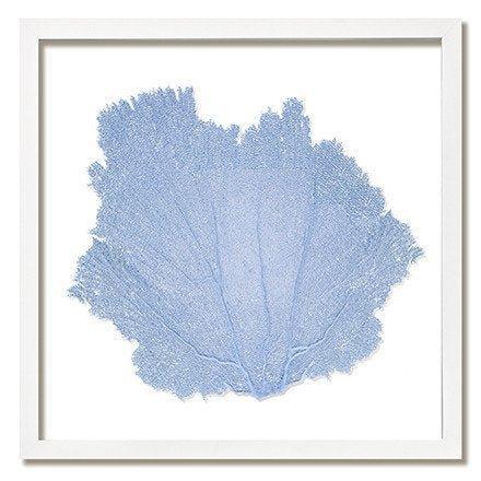 Square Coastal Sea Fan Nautical Beach Framed Wall Art - 20 x 20 - Available in 19 Colors - Framed Objects, Maps & Posters - The Well Appointed House