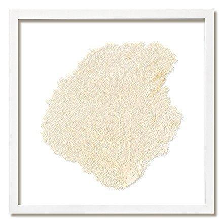 Square Coastal Sea Fan Nautical Beach Framed Wall Art - 25 x 25 - Available in 18 Colors - Framed Objects, Maps & Posters - The Well Appointed House