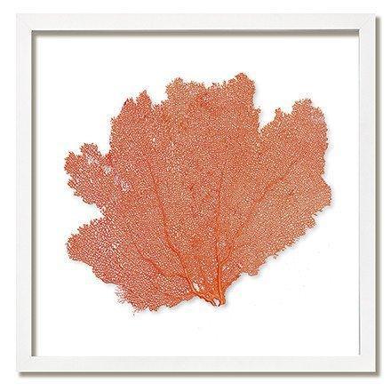 Square Coastal Sea Fan Nautical Beach Framed Wall Art - 30 x 30 - Available in 19 Colors - Framed Objects, Maps & Posters - The Well Appointed House