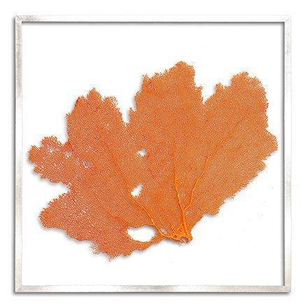 Square Coastal Sea Fan Nautical Beach Framed Wall Art - 37 x 37 - Available in 19 Colors - Framed Objects, Maps & Posters - The Well Appointed House