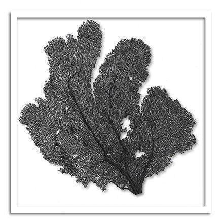 Square Coastal Sea Fan Nautical Beach Framed Wall Art - 37 x 37 - Available in 19 Colors - Framed Objects, Maps & Posters - The Well Appointed House