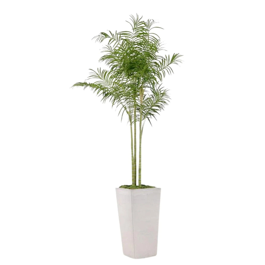 Tall Palm Tree in White Tarro Planter - Florals & Greenery - The Well Appointed House