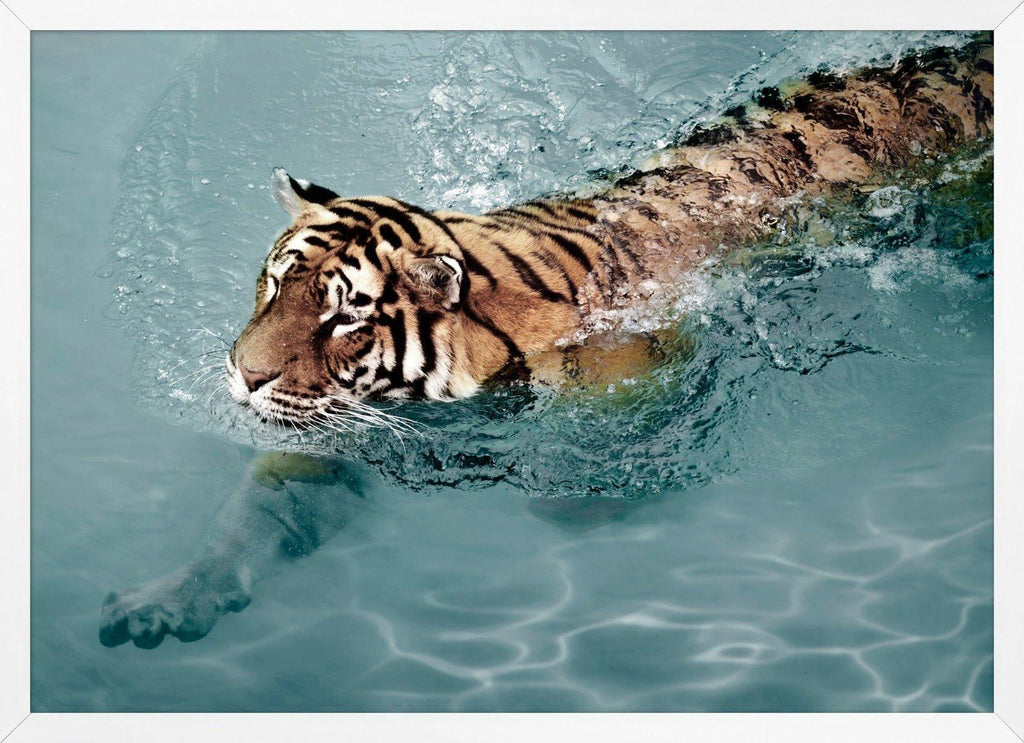 Tiger Swim Framed Wall Art - Photography - The Well Appointed House