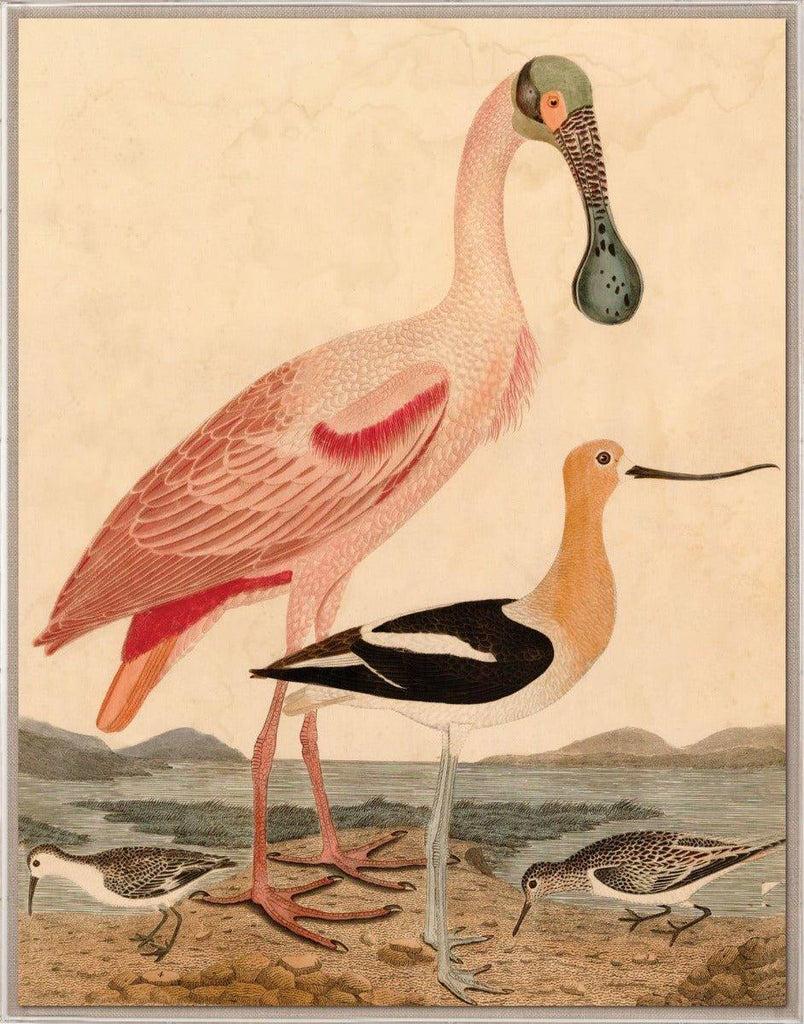 Warnicke Spoonbill Birds Reproduction Wall Art - Paintings - The Well Appointed House