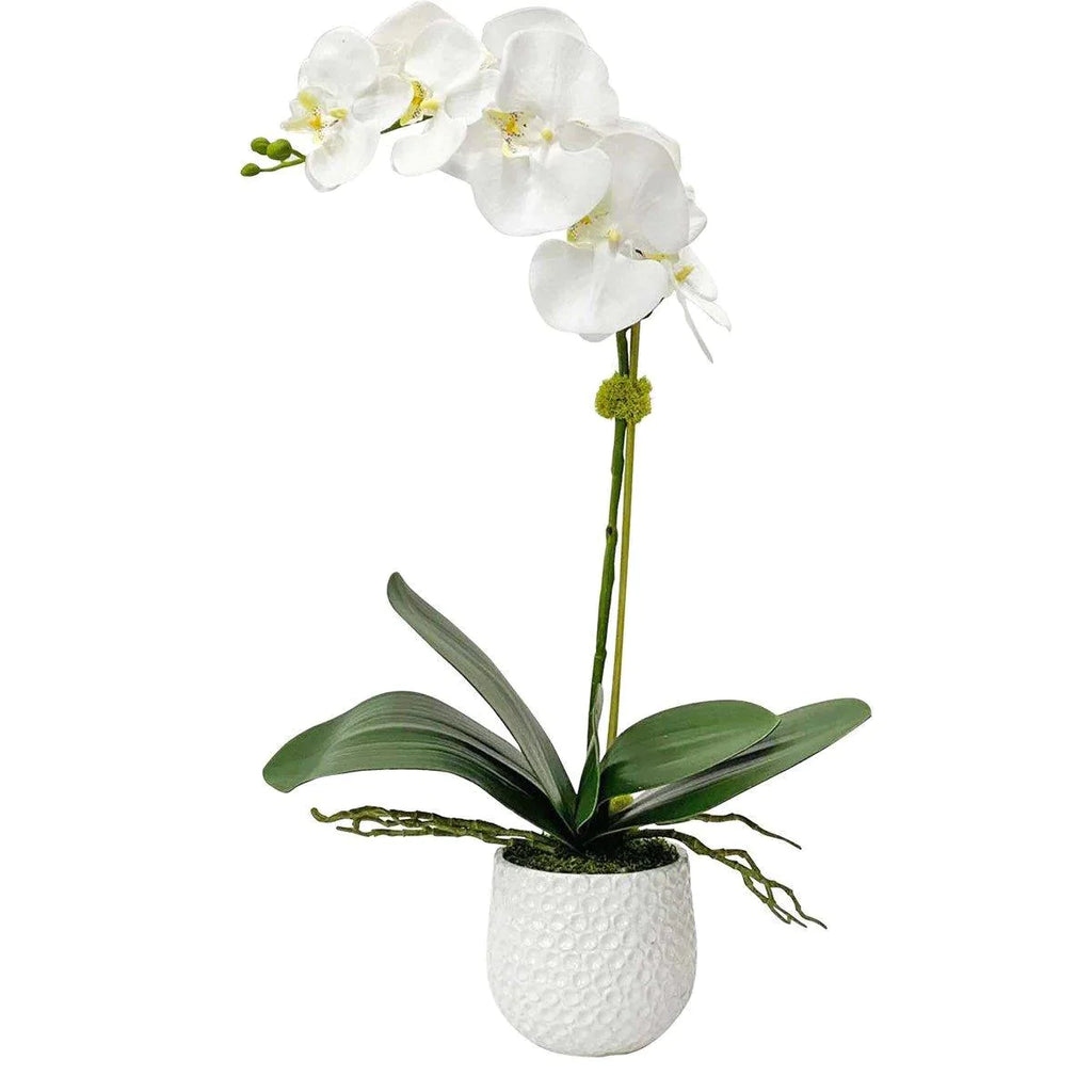 White Orchid with Moss in a Ceramic Pot - Florals & Greenery - The Well Appointed House