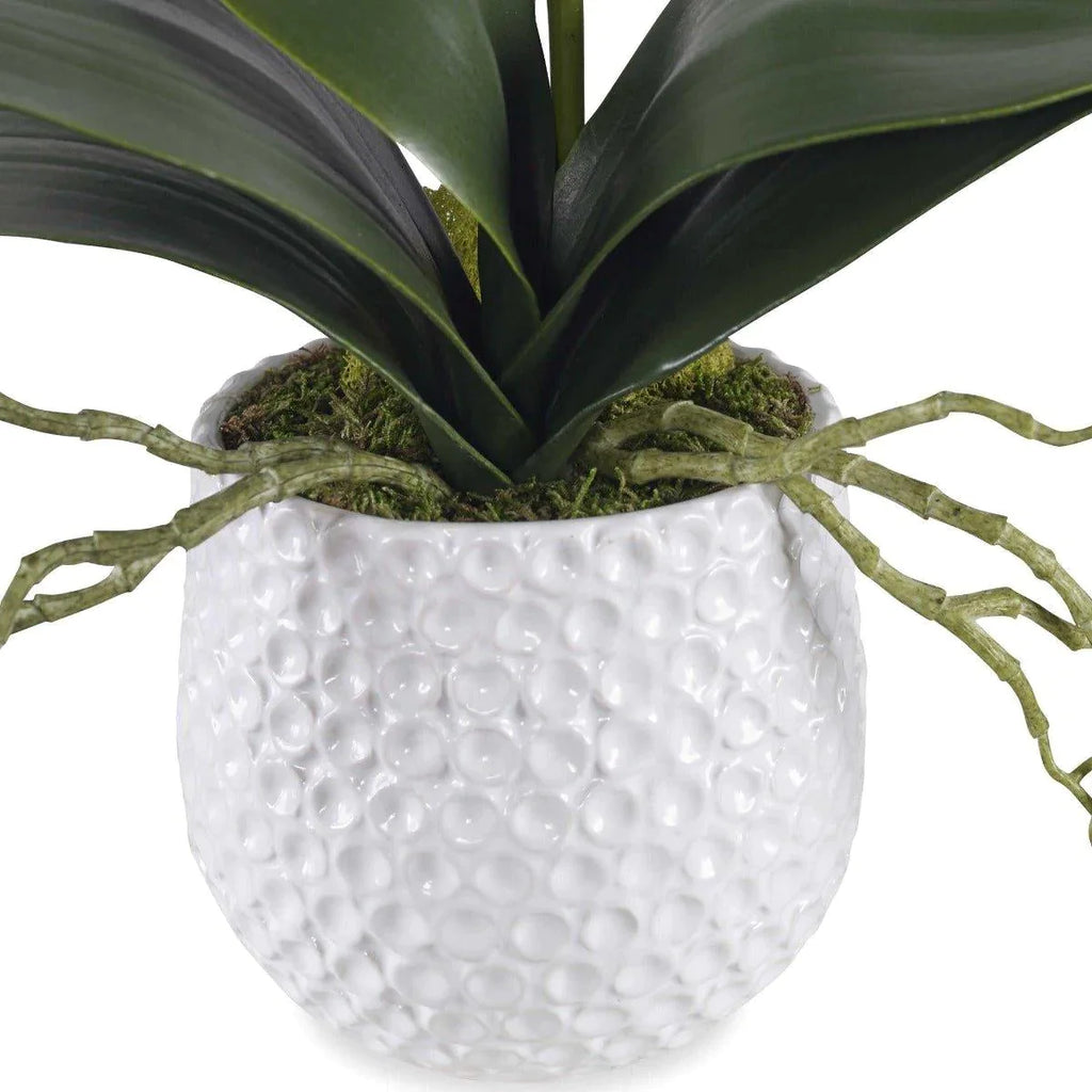 White Orchid with Moss in a Ceramic Pot - Florals & Greenery - The Well Appointed House