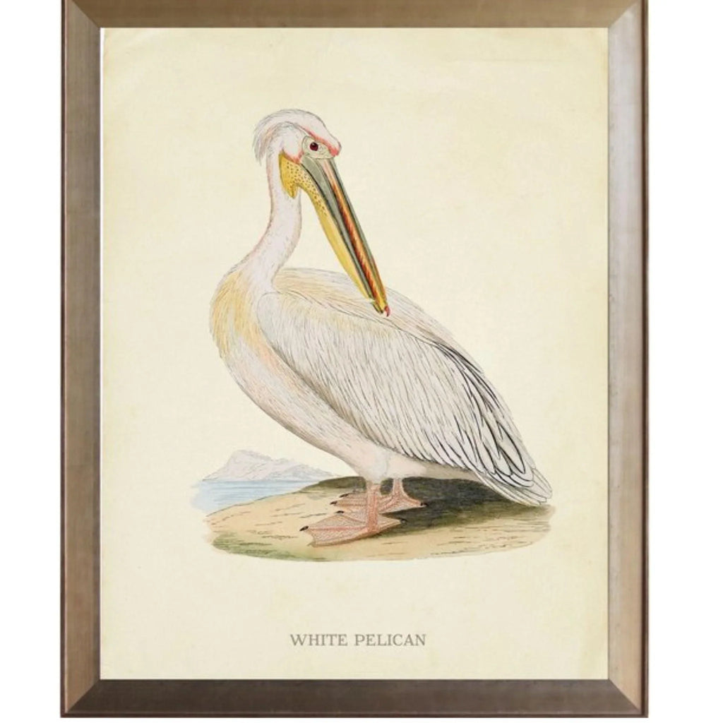 White Pelican Framed Wall Art - Paintings - The Well Appointed House