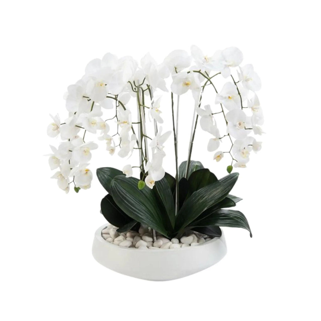 White Phalaenopsis in White Pottery Bowl - Florals & Greenery - The Well Appointed House