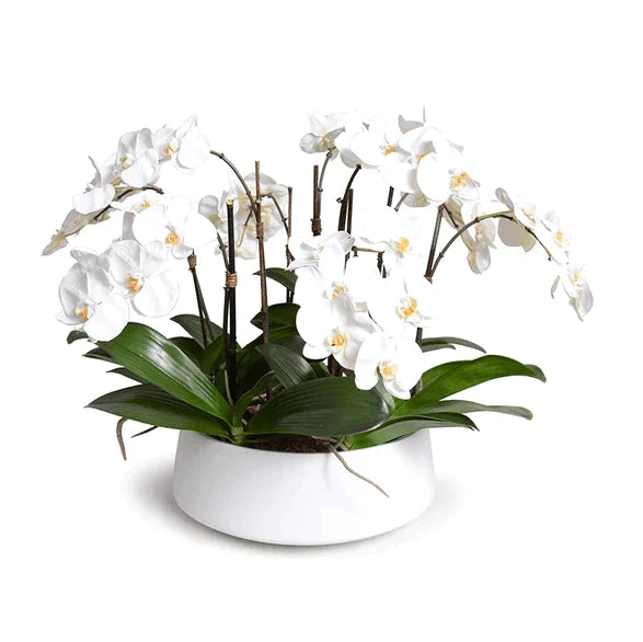 White Phalaenopsis Orchid Centerpiece in White Ceramic Bowl - Florals & Greenery - The Well Appointed House