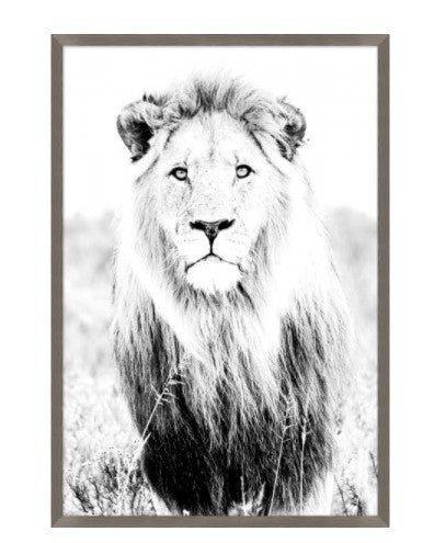 Wild Calling Lion Framed Wall Art - Paintings - The Well Appointed House