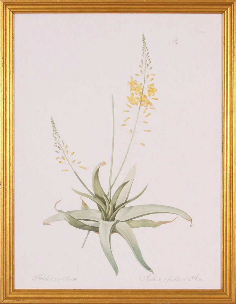 Yellow Anthericum Botanical Lithograph Wall Art in Gold Wood Frame - Paintings - The Well Appointed House