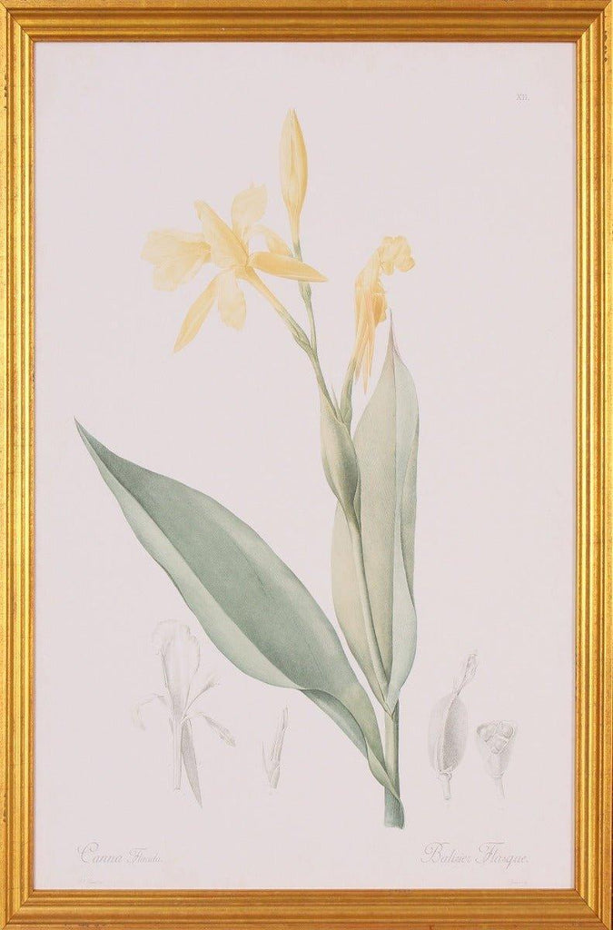 Yellow Canna Botanical Lithograph Wall Art in Gold Wood Frame - Paintings - The Well Appointed House