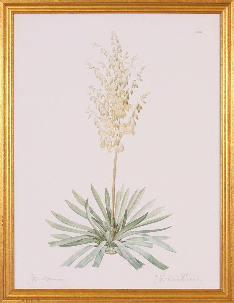 Yuca Flower and Plant Botanical Wall Art in Gold Wood Frame - Paintings - The Well Appointed House